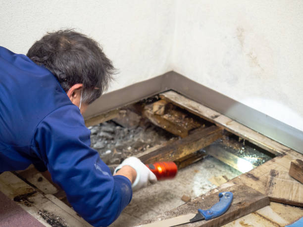 Best Industrial Mold Remediation in Saukville, WI