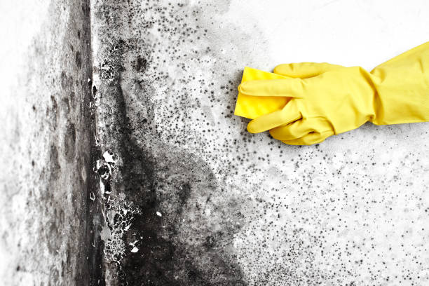 Best HVAC Mold Remediation in Saukville, WI