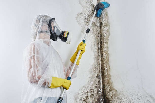Best HVAC Mold Remediation in Saukville, WI