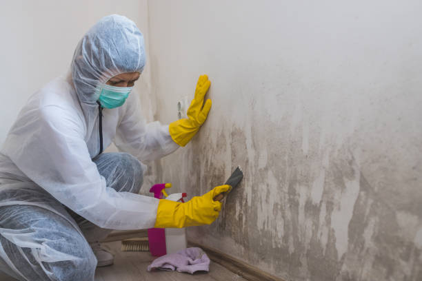 Best Emergency Mold Remediation in Saukville, WI
