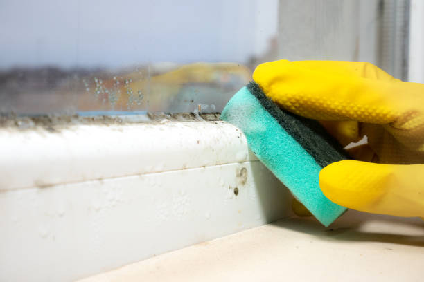 Best Bathroom Mold Remediation in Saukville, WI
