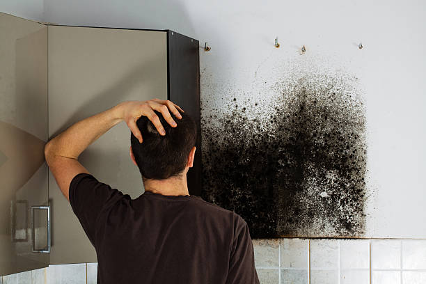 Best Preventive Mold Services in Saukville, WI