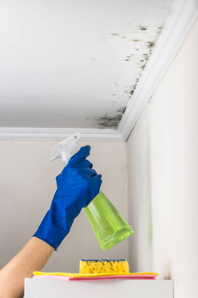 Saukville, WI Mold Remediation Company